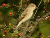 Spotted Flycatcher at Gunners Park (Steve Arlow) (96049 bytes) Spotted Flycatcher at Gunners Park (Steve Arlow) (96049 bytes)